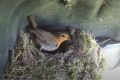 Toyota's Corolla press road test car now home to a Robin's nest